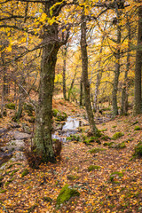 Creek crossing a birch grove