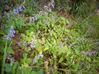 wild flowers in the garden