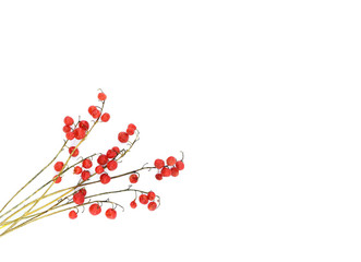 Lily of the valley stalks with red ripe berries isolated on a white background. Autumn concept. Copy space