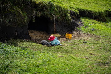 Child playing with a wild pig - Quilotoa loop