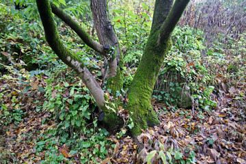 First fancy icy greetings of a real winter in Croatian countryside near Zagreb,Croatia, Europe