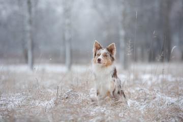 dog in the snow on nature. Marble Border Collie in the winter in the park