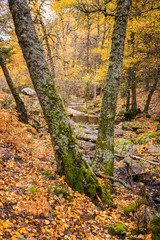 Creek crossing a birch grove