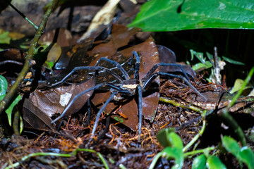 Cuyabeno Wildlife Reserve - Spider