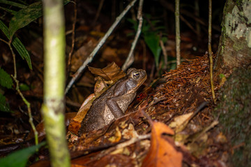 Cuyabeno Wildlife Reserve - Toad