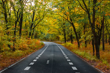 Fototapeta premium Road through an autumn forest, An autumn forest with a road, nice forest road, Road with Bike Path in forest