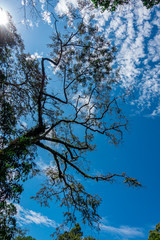 Tall tree - Cuyabeno Wildlife Reserve