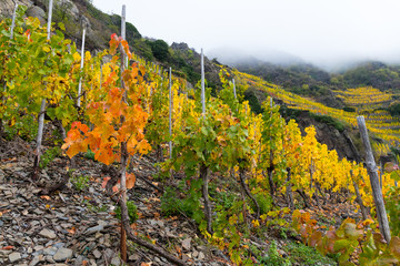 Herbstliche Weinbergsterrassen im Ahrtal