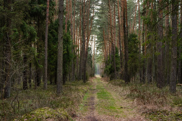 path in the forest