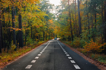 Obraz premium Road through an autumn forest, An autumn forest with a road, nice forest road, Road with Bike Path in forest