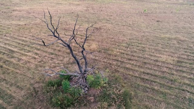 Baum ist ausgetrocknet w&auml;hrend der Rekord Trockenheit in Deutschland 2018