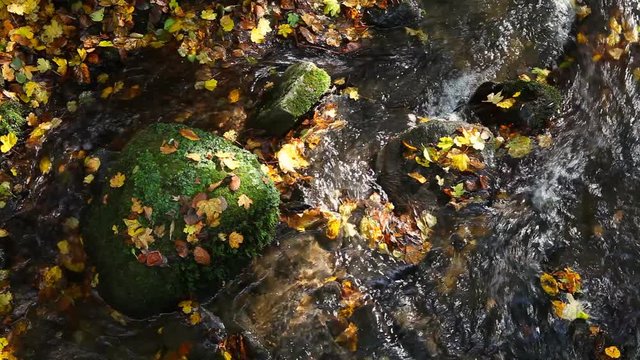 close up of leautumn leaves in serene stream river in  forest in schw&auml;bischer wald germany