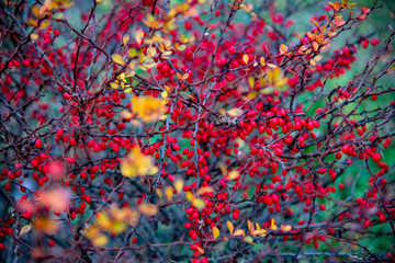 Fototapeta na wymiar Bright barberry branches with red berries and yellow leaves