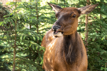 Fototapeta na wymiar portrait of elk baby 