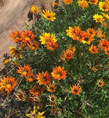 Yellow and orange flowers in a field.