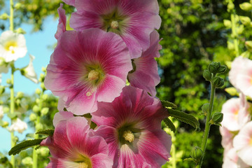 Hollyhock flowers in the garden