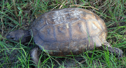 Gopher Tortoise moves through grass