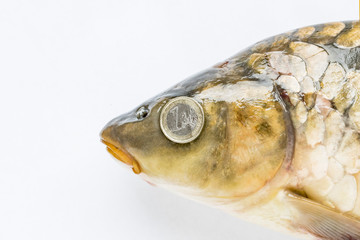 The head of a carp and a coin of one Euro