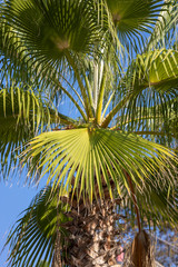 Fototapeta premium beautiful palm tree leaves close up