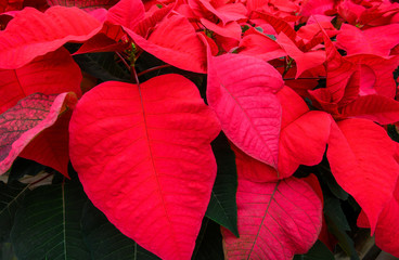 red leaves on poinsettia plant. 