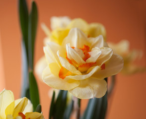 Close-up of  spring yellow daffodil flower on light background