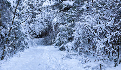 Path in a forest during winter