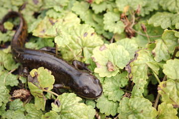 Tiger Salamander Hiding in Green Leaves