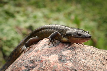 Tiger Salamander Perched on a Stone
