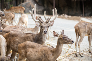 Deer in a public zoo, Khon Kaen province, Thailand