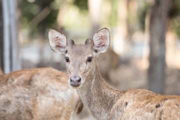 Rusa Deer (Rusa timorensis) deer in a public forest 