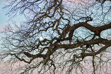 Trees with beautiful moon twilight sky. Foliage silhouette in forest.