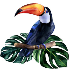 Watercolor hand painted colorful realistic illustration of toucan bird with monstera leaves. Bright tropical composition is perfect for invitation for thematic wedding or party. - obrazy, fototapety, plakaty
