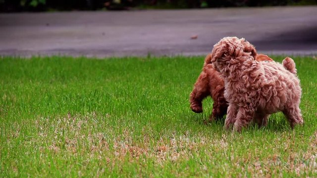 Cute poodle puppy playing in slow motion