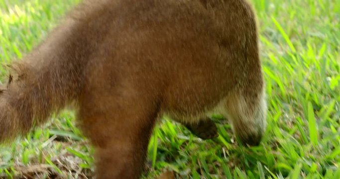 White-nosed coati (Nasua narica) in the wild, Yucatan, Mexico