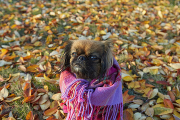 Pekingese breed dog in autumn sunny day