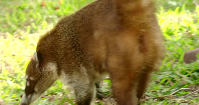 White-nosed coati (Nasua narica) in the wild, Yucatan, Mexico