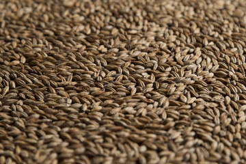 Wheat background. Сereals for the production of alcoholic beverages and animal feed. Flat lay