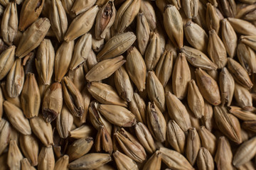 Wheat background. Сereals for the production of alcoholic beverages and animal feed. Flat lay