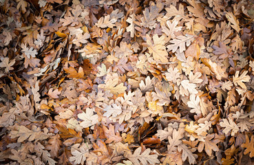 Oak Leaves Background Pattern 