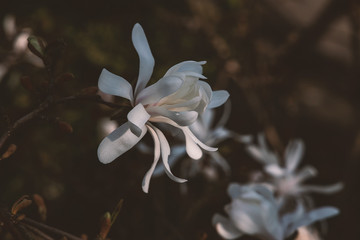 white magnolias on the tree in natural habitat on a warm sunny spring day