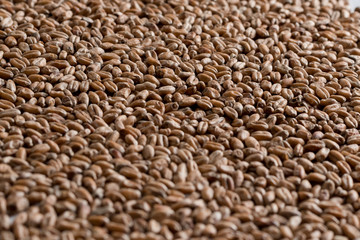 Background from whole grains wheat. Groats texture. Сereals for the production of alcoholic beverages and animal feed. Flat lay