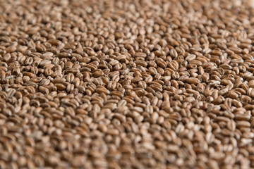 Background from whole grains wheat. Groats texture. Сereals for the production of alcoholic beverages and animal feed. Flat lay