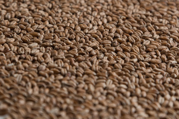 Background from whole grains wheat. Groats texture. Сereals for the production of alcoholic beverages and animal feed. Flat lay