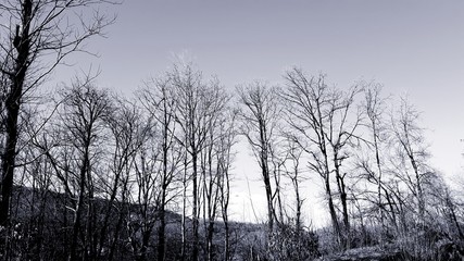 Liguria, Italy - 10/28/2019: An amazing caption of the trees and flowers  in the village in autumn days. Beautiful sky in the background with some wind.