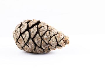 Scots pine cone on a white background