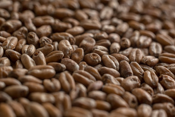 Background from whole grains wheat. Close-up groats, texture. Сereals for the production of alcoholic beverages and animal feed. Depth of field