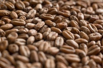 Background from whole grains wheat. Close-up groats, texture. Сereals for the production of alcoholic beverages and animal feed. Depth of field