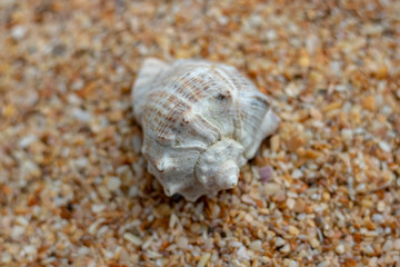Sea shells on sand. Summer beach background. Top view.