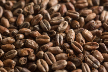Background from whole grains wheat. Close-up groats, texture. Сereals for the production of alcoholic beverages and animal feed. Depth of field