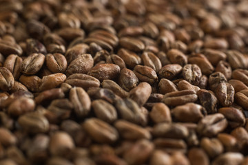 Background from whole grains wheat. Close-up groats, texture. Сereals for the production of alcoholic beverages and animal feed. Depth of field